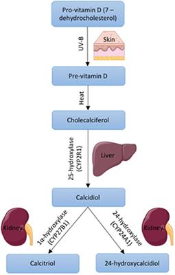 In vitro Effects of Biologically Active Vitamin D on Myogenesis: A Systematic Review